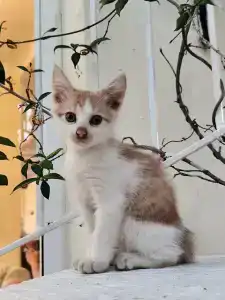 Pashas Princess by Werdes - Adult Only - 8