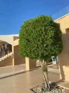 Le Méridien Dahab Resort & Spa - 23