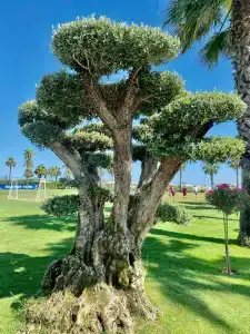 Calista Luxury Resort - 18