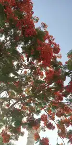 Reef Oasis Beach Aqua Park Resort - 49