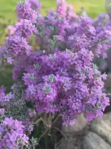 Parrotel Lagoon Waterpark Resort - 28