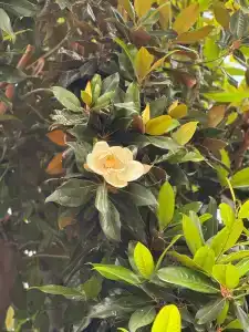 Aydinbey Famous Resort - 96