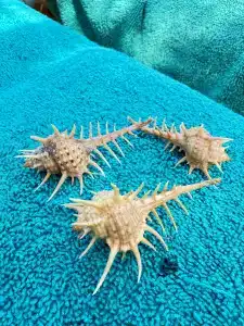 Desert Rose Resort - 42