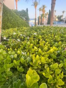 Sunrise Diamond Beach Resort -Grand Select - 74