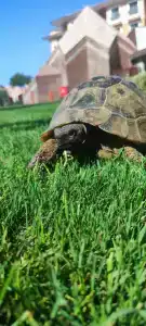 Megasaray Club Belek - 25