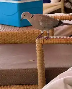 Shangri la Qaryat Al Beri Abu Dhabi - 65