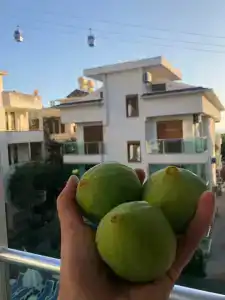 Kleopatra Atlas - Adults Only - 17