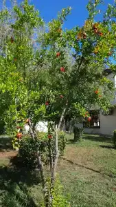 Club Nena - All Inclusive - 52