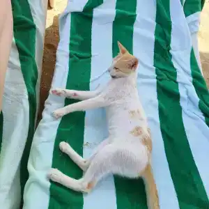 Royal Beach & Resort - 38