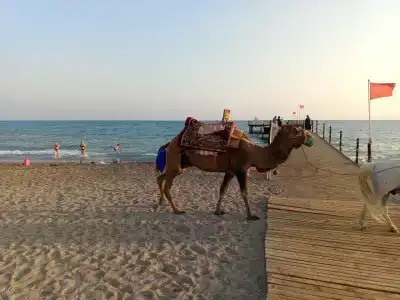 Euphoria Palm Beach Resort - 57