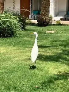 Shams Safaga Resort - 7