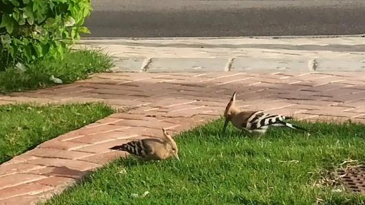 IL Mercato & Spa - 89