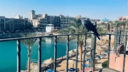 Sunny Days Palma De Mirette Resort & Spa - 13