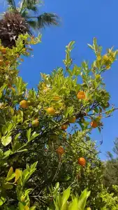 Alba Queen - Ultra All Inclusive - 82