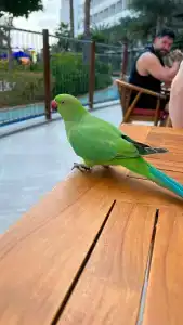 Centara Mirage Beach Resort Dubai - 64