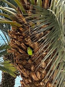 Leonardo Plaza Eilat - 14