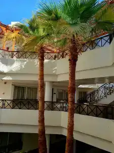 Falcon Naama Star - 54