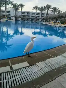 Hurghada Long Beach Resort - 80