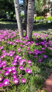 Fun&Sun Smart Hane Sun - 27