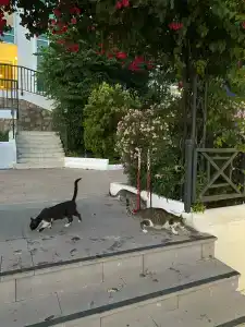 Bodrum Holiday Resort & Spa - 33