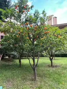 Alba Resort - Ultra All Inclusive - 39