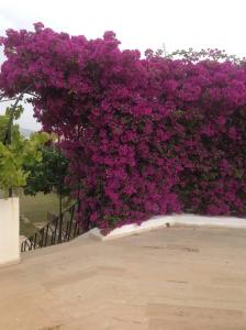 Arinnanda Cesme - 10