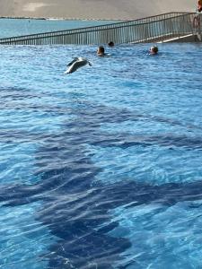 Royal M Abu Dhabi by Gewan - 37