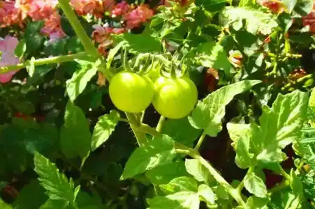 Emre's Stone House - 15