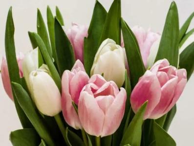 Kempinski Aqaba - 50