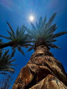 Caribbean World Resort Soma Bay - 38