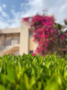 Concorde El Salam Sharm El Sheikh Front - 67