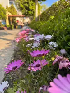 Green Garden Resort & Spa - 12