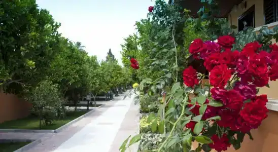 Ozlem Garden - All Inclusive - 15