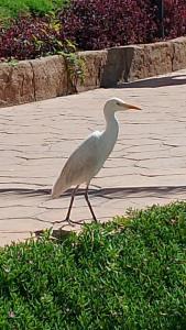 Rehana Sharm Resort - Aquapark & Spa - Couples and Family Only - 23