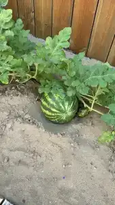 Tuı Magic Life Jacaranda - 85