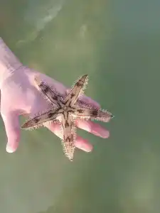 Sheraton Sharjah Beach Resort and Spa - 82