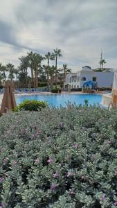 Park Regency Sharm El Sheikh Resort - 76