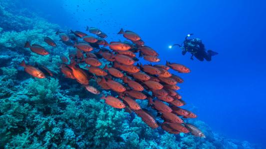 Viva Blue Resort and Diving Sharm El Naga (Adults Only) - 21