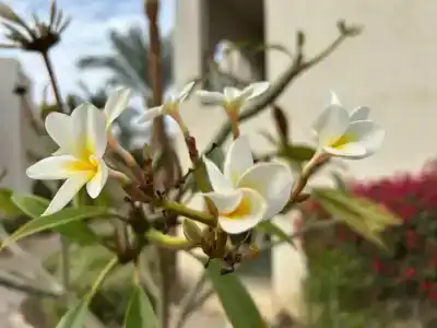 Grand Rotana Resort & Spa - 82