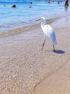 Novotel Sharm El-Sheikh - 94