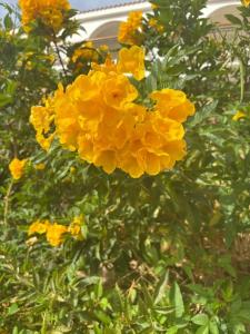 Savoy Sharm El Sheikh - 36