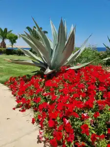 Stella Di Mare Beach & Spa - 62