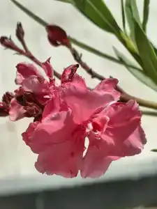 Selectum For Two Side - 59