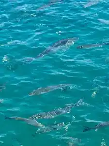 Pine Bay Holiday Resort - 66