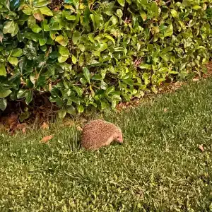 Green Nature Diamond - 98