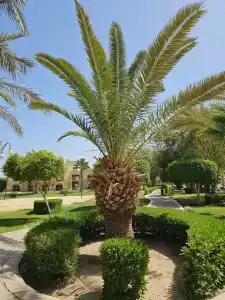 Serenity Alpha Beach - Ex Serenity Makadi Beach - 29