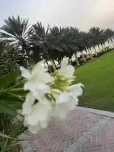 Coral Beach Resort Sharjah - 77