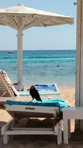 Novotel Sharm El-Sheikh - 81