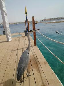 Lido Sharm Naama Bay - 27