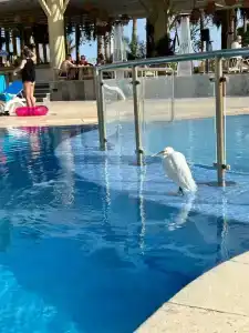 Novotel Sharm El-Sheikh - 44